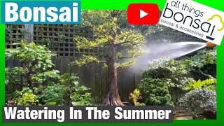 Summer Bonsai Watering