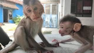 very cute baby monkey emon and cila