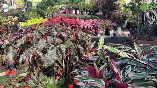 Roger's Garden - Shade Plants