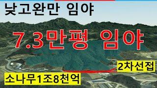 경북임야 7만3천평 계획관리1만평포함 4방위 낮고완만 건축가 자연인 전원생활 숲야영장6차산업 약용재배 산분장분양 대박장사오리주물럭 땅과함께(새희망을)경매임야 공매임야 나도땅주인