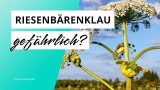 Riesenbärenklau: So gefährlich ist die Herkulesstaude