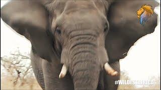 Epic Elephant Attacks and Chases Compilation | Kruger Park Sightings | Amazing Animal Videos