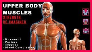 Your Upper-body Muscles Makes You As Strong As You Are