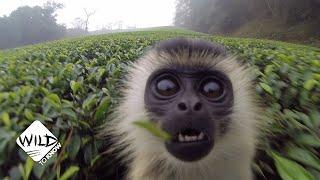 Dangerous Trip: Colobus Monkeys Risk It All for a Bite! | Wild to Know