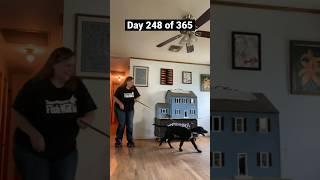 Day 248 of skating #queaquatics #labradorpuppy #maxandbella #over60 #learningtoskate