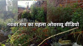 November month ka pehle overview/winter garden update/terrace garden #gardening #viral#wintergarden