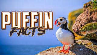 Puffin Facts!