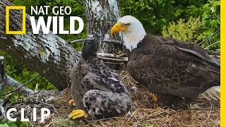 Banding a baby bald eagle at the National Arboreteum | Extraordinary Birder with Christian Cooper