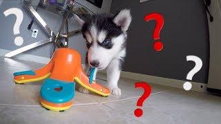 How Smart Is A Siberian Husky? My Dog/Puppy IQ Test