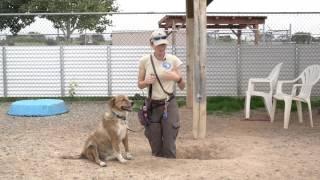 Training Tip Tuesday - How to get dogs to stop digging