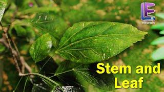 Stem And Leaf | Structural Morphology of Flowering plants | CBSE Class 11 Biology by Elearnin