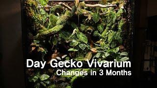 Changes in 4 months after production of Day Gecko Vivarium! | 데이게코 비바리움 제작 후 4달간의 변화!