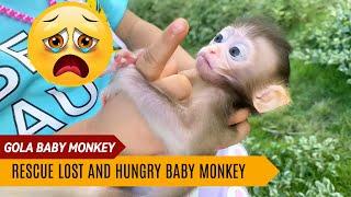 GOLA BABY MONKEY: The Heartwarming Rescue of a Lost Baby Monkey