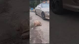Жители Благовещенска встретили на улице огромную черепаху.
