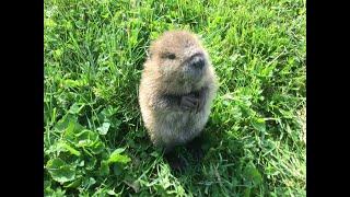 Meet Beatrice, the adorable orphan baby beaver rescued in Kentucky