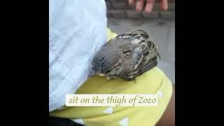 little sparrow baby on the thigh of my Zozo(Baby)