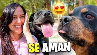 Karim y Tito se Aman ️ Mi Perro Viejo Acepta al Perrito Rescatado de la Calle ️ Sandra Cires Vlog