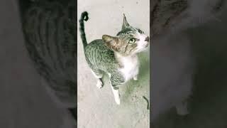 He wants to play.. #funnycat#funnyvideo#funnypaws #shorts