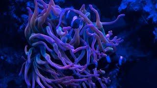 Saltwater Fish Tank At Night