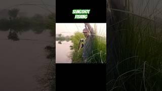 Slingshot Hunting Fish  #slingshot #hunting #shortsfeed #fishing