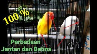 Perbedaan lovebird jantan dan betina 100 %