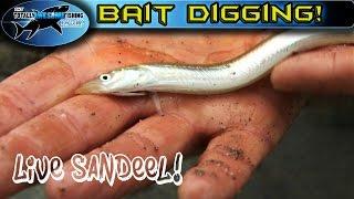 How to get the best fishing baits - Sandeel | TAFishing