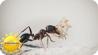 Ameisen, Waschbären oder Nilgänse - Gefahr durch eingewanderte Tierarten | SAT.1 Frühstücksfernsehen