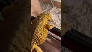Бородатая агама #бородатаяагама #рептилии #домашниеживотные
