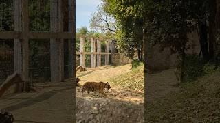 #tiger #shorts #short #shortsvideo #zoo #gujarat #vadodara #animal #walk #swag