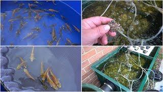 My Koi Breeding Project - Part 17  - 3rd selection of 1st spawning