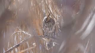 Long-eared Owl