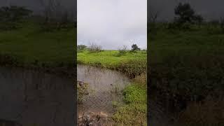 Pond at Sinhagad fort