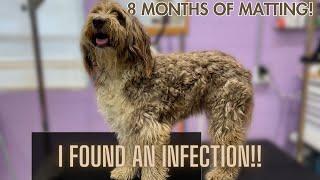 NASTY INFECTION ON DOODLE WHO HASN'T BEEN GROOMED IN 8 MONTHS!!