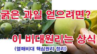 굵고 우량한 과일 열리려면 이 비대원리는 상식-열매 비대원리 핵심 정리. 과일재배에서 과일 어떻게 굵어질까? 꽃눈형성, 저장양분,개화시기에서 세포분열, 수정 결실 후 비배관리 요점