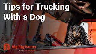 A Trucker's Best Friend | Tips for Truck Driving With a Dog