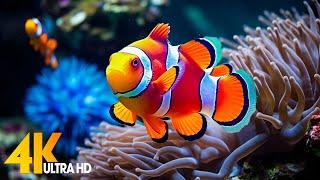 Aquarium 4K VIDEO (ULTRA HD)  Beautiful Coral Reef Fish - Relaxing Sleep Meditation Music #65