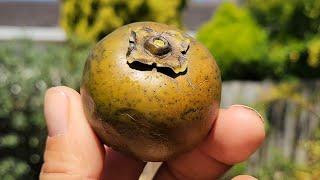 Picking & Tasting 1st Black Sapote in 2025 - Chocolate Pudding Fruit!