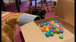 We made our kitties their very own ball pit. Did they like it?