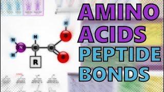 Amino Acids and Peptide Bonds - Condensation Reactions