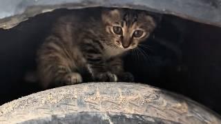 The poor stray kitten trembled on top of the car wheel, oblivious to the car starting up behind him.