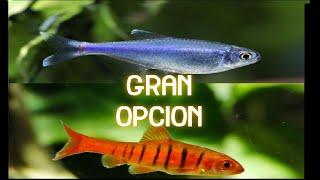 Tetra Azul Vs Barbo Africano: ¿Cuál es el ideal?