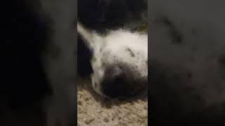 Doggo gets tired and has sweet dreams