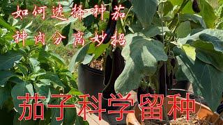 【渔耕笔记】茄子如何科学留种？茄子高效留种全介绍 How To Save Eggplant Seeds