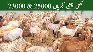 Makhi Chini Goats are best for farming | Chakwal Goat Farm |