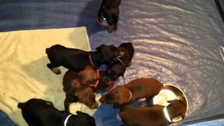 Doberman puppy symphony