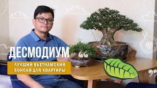 Десмодиум - лучший вьетнамский бонсай для городской квартиры @Studio.Bonsai