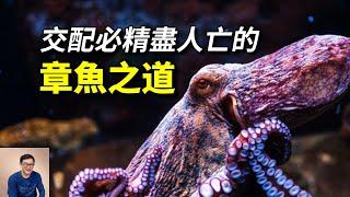 「超級短命」竟是成功之道？章魚和它的頭足綱兄弟們，到底為什麼智商這麼高？【老肉雜談】#動物 #海洋生物 #海鮮 #章魚 #octopus