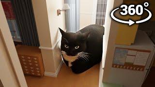 Maxwell The Cat 360° - IN YOUR HOUSE!