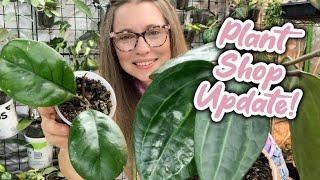 The Pink Trellis Plant Shop Update | Lots of Hoya and more!