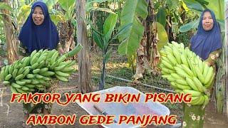 PANEN PISANG HIJAU AMBON SUPER